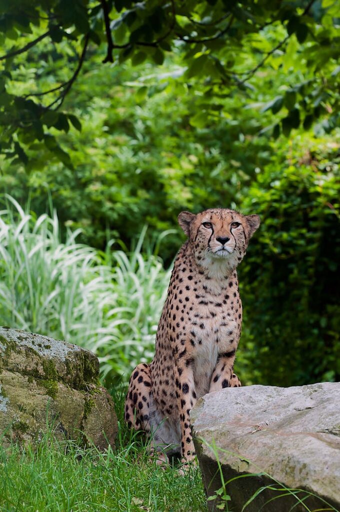 cheetah-predator-wild-animal-speed-59952 A majestic cheetah sits gracefully amidst lush greenery, showcasing its elegance in the wild.